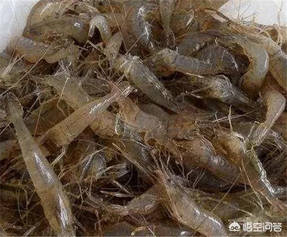 河虾养殖技术(河虾如何养)（河虾养殖技术(河虾如何养)网箱）-第5张图片