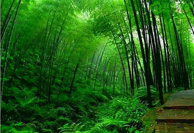 竹石郑燮古诗拼音版朗诵（竹石郑燮古诗拼音版图片）-第2张图片
